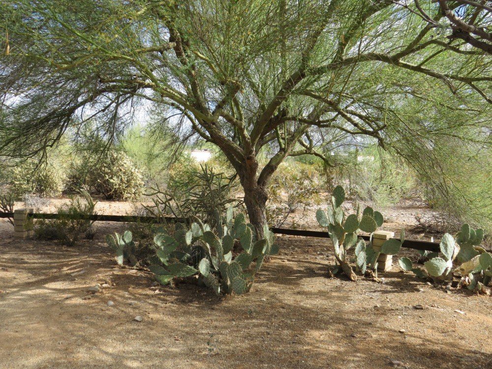 Garden1