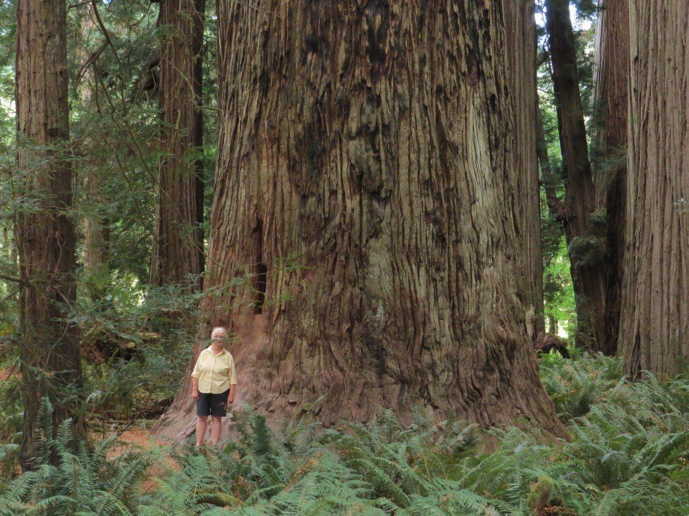 Redwood03