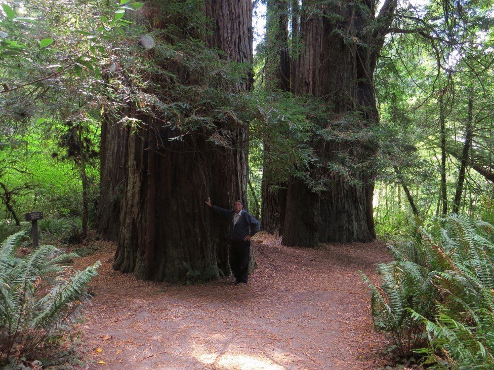 Redwood04