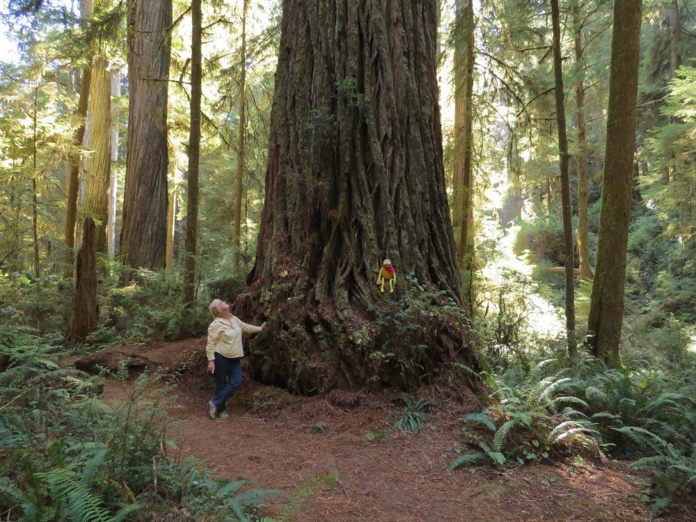 Redwood07