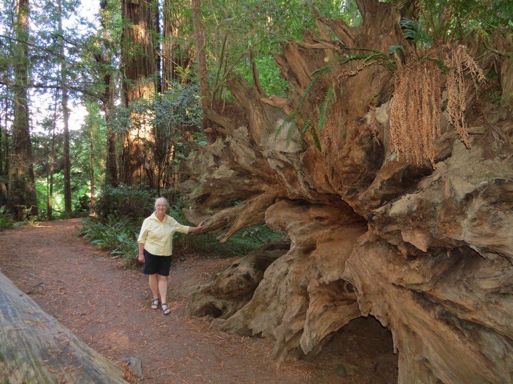 Redwood09