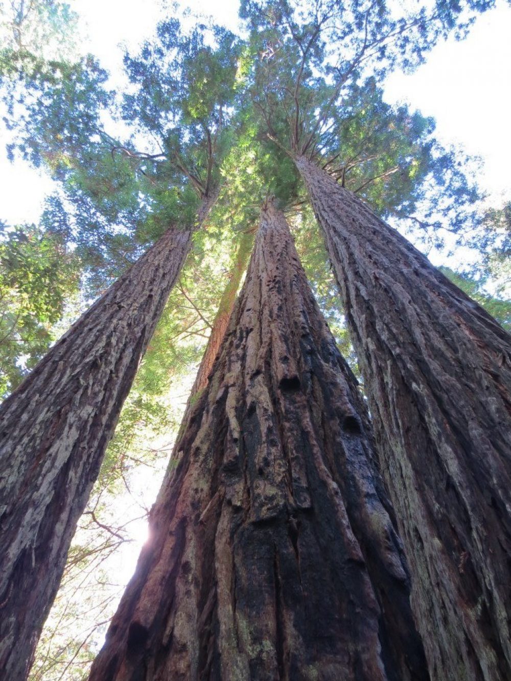 Redwood12