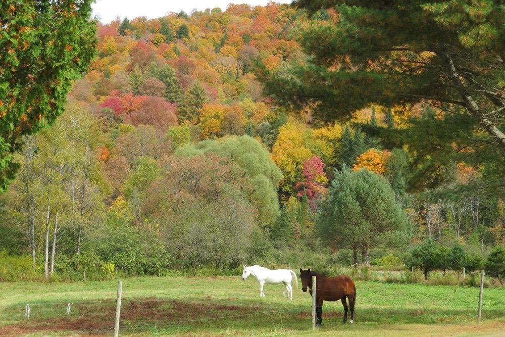 Vermont Horses